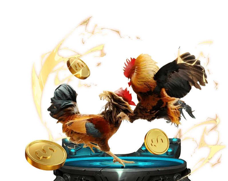 Một trận đá gà kịch tính đang diễn ra trên nền tảng bj66 đá gà